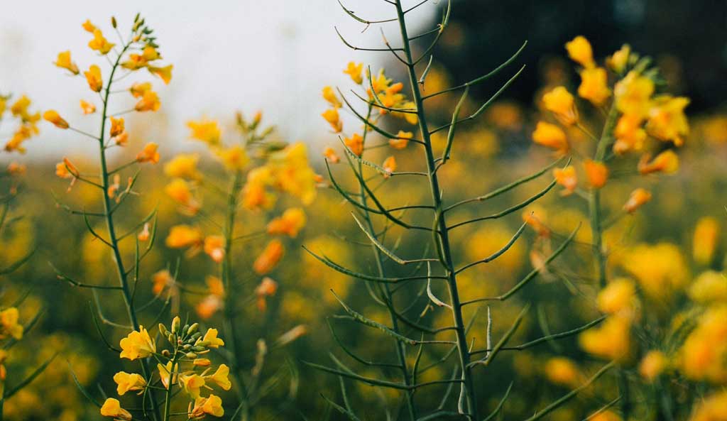 Picture of a plant to show hay fever